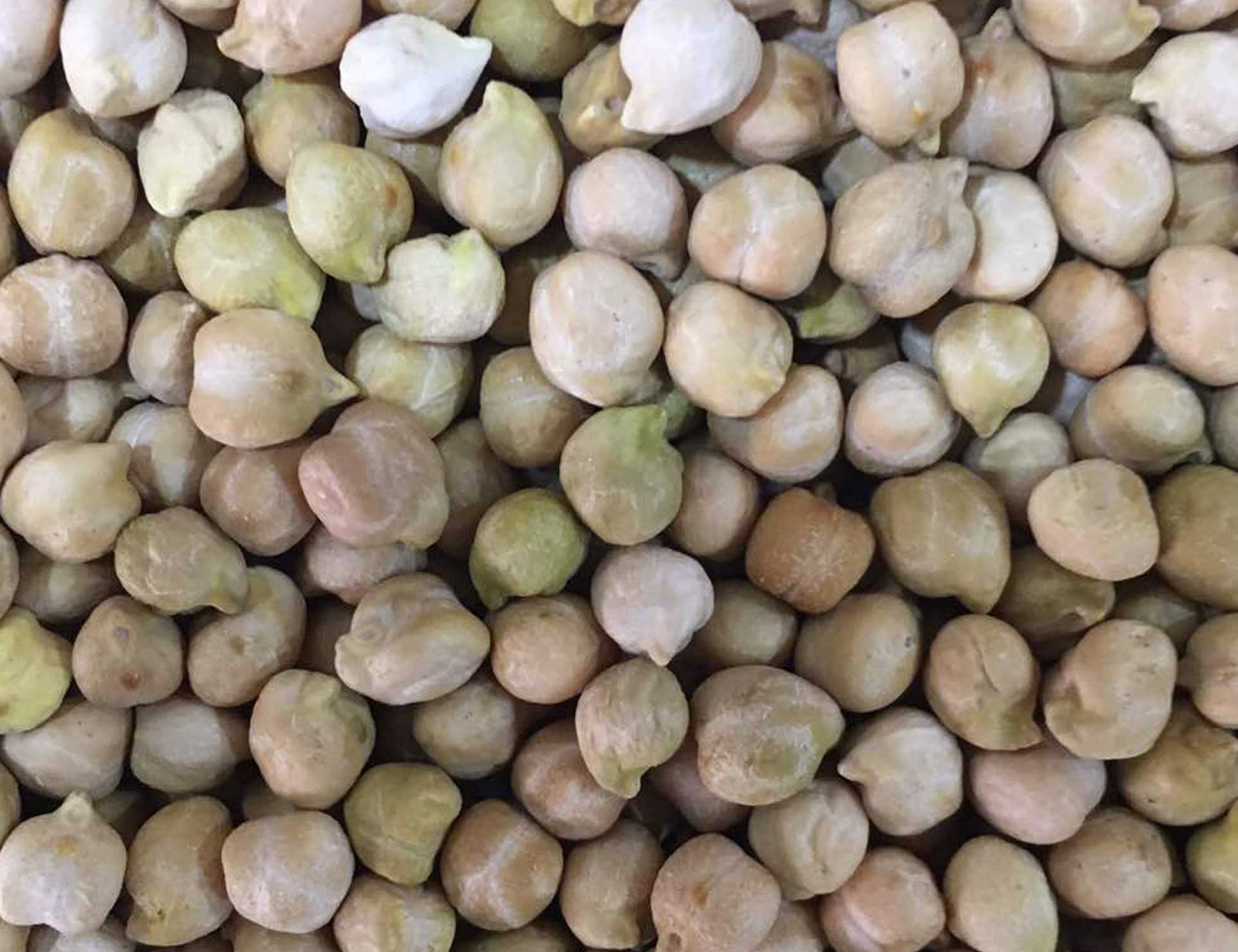 chick pea, Chickpeas, Chickpeas seed, hummus beans, hommos beans