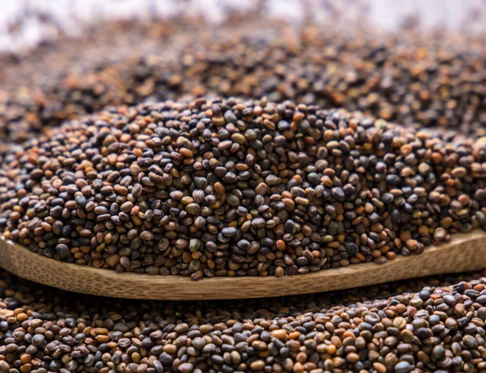 Bulk Egyptian Arugula Seeds