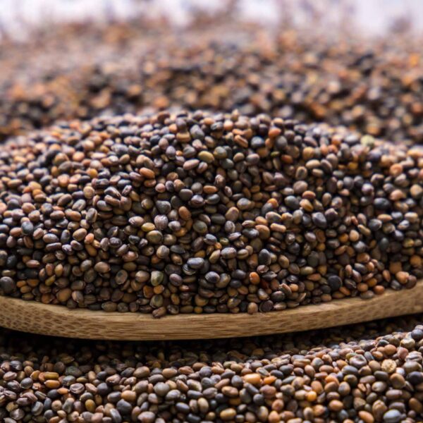 Bulk Egyptian Arugula Seeds