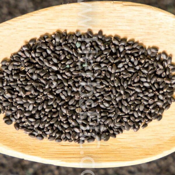 Basil seeds