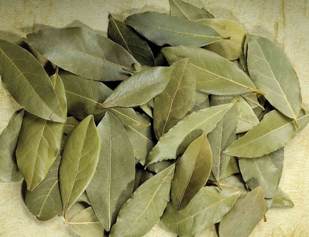 Bulk Egyptian Bay Leaves
