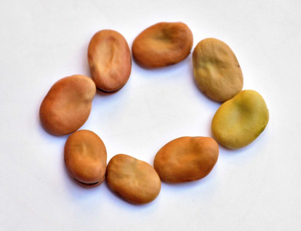 Bulk Egyptian Broad Beans