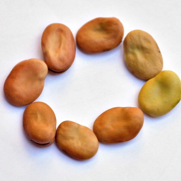 Bulk Egyptian Broad Beans