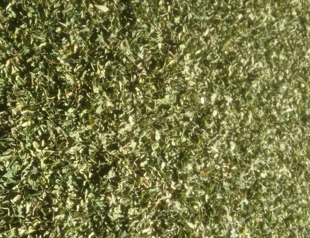 Bulk Egyptian Dried Celery leaves