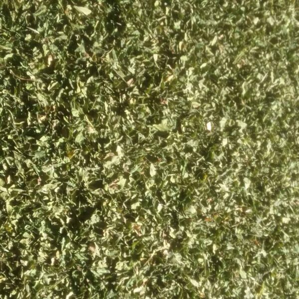 Bulk Egyptian Dried Celery leaves