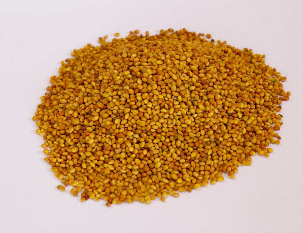 Bulk Egyptian Berseem Clover Seeds