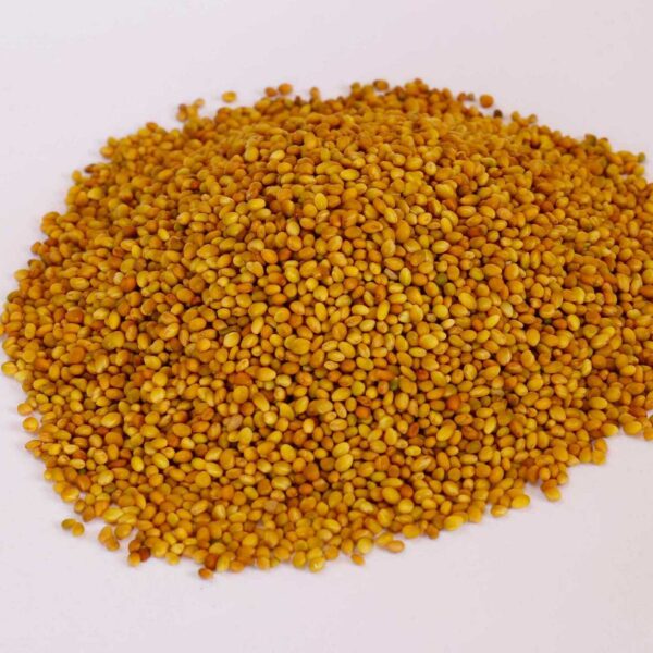 Bulk Egyptian Berseem Clover Seeds
