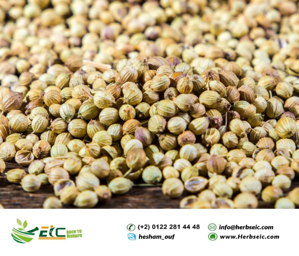 Bulk Egyptian Coriander Seeds