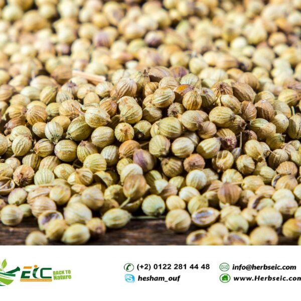 Bulk Egyptian Coriander Seeds