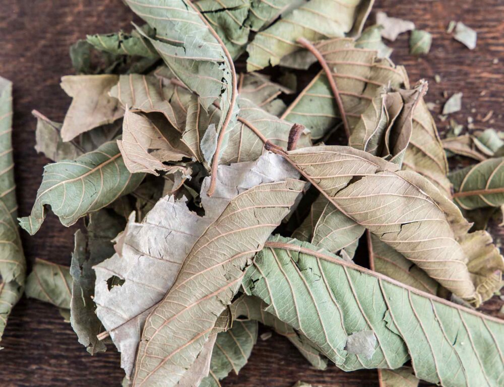 Bulk Egyptian Dried Guava Leaves