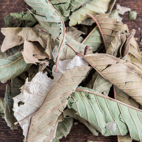 Bulk Egyptian Dried Guava Leaves
