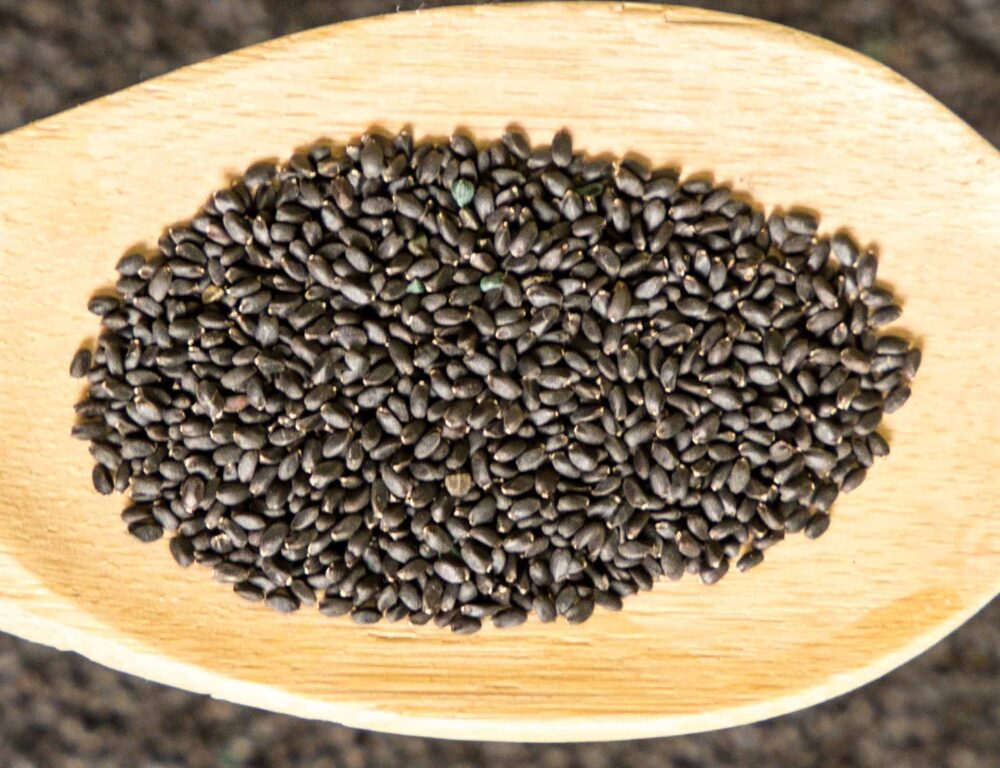 Bulk Portulaca Oleracea seeds