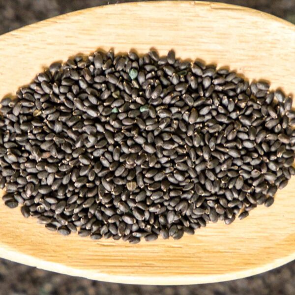Bulk Portulaca Oleracea seeds