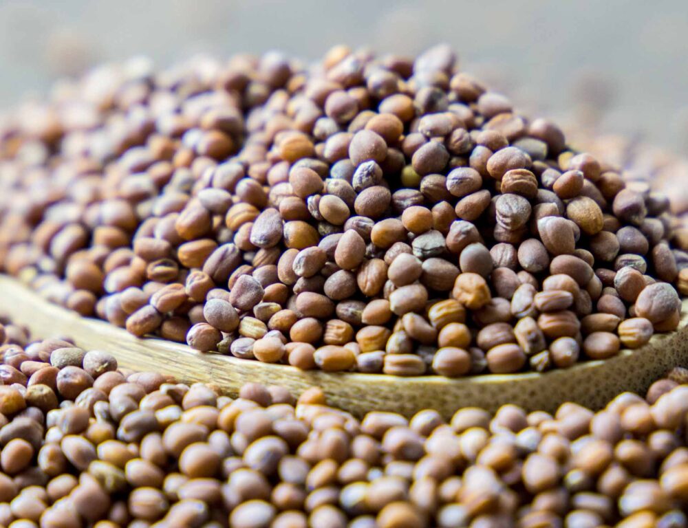 Bulk Egyptian Radish Seeds