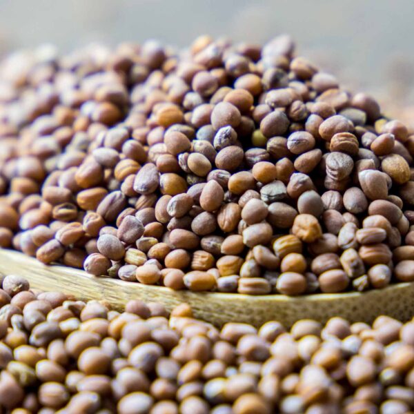Bulk Egyptian Radish Seeds