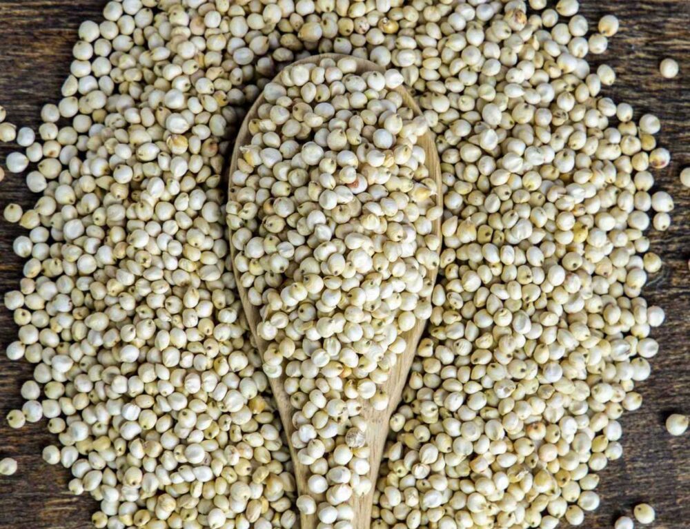 Bulk Egyptian Sorghum Exporter