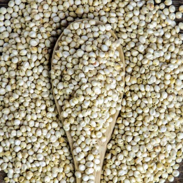 Bulk Egyptian Sorghum Exporter
