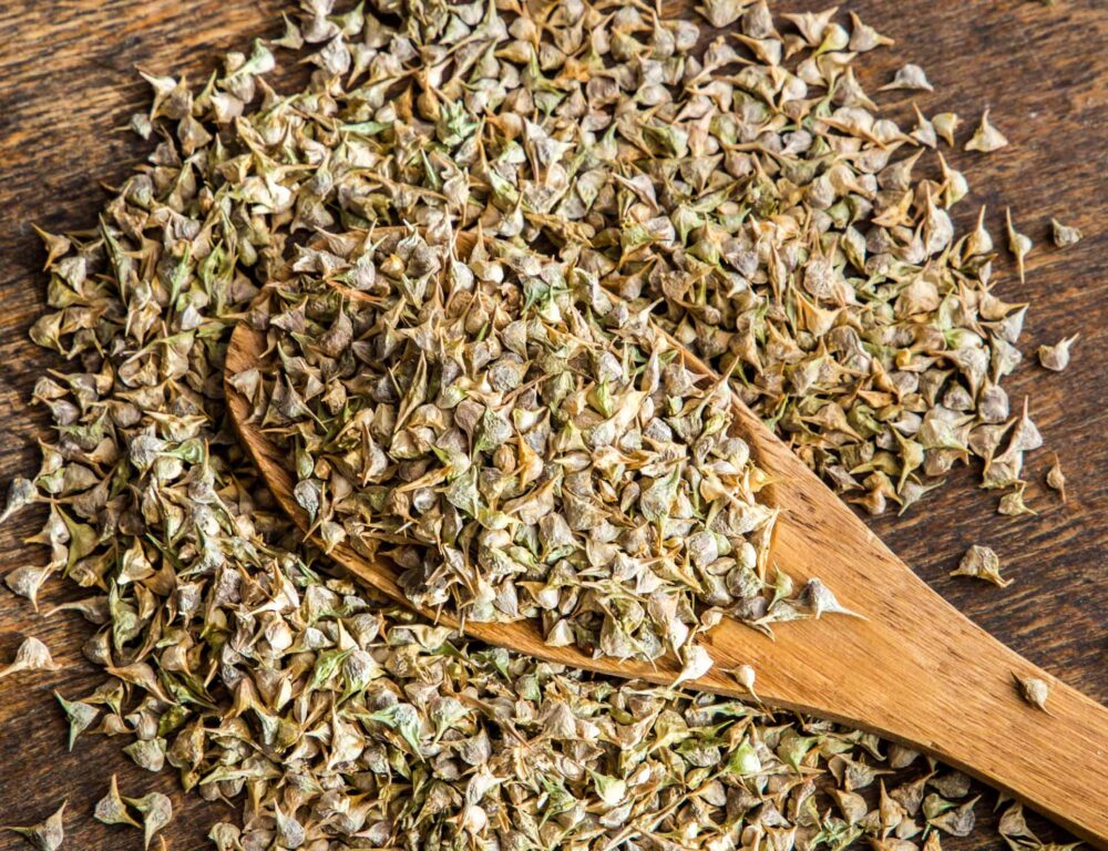 bulk Egyptian spinach seeds