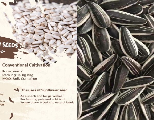 Bulk Egyptian Sunflower Seeds in 25kg PP Bags – EIC for Export