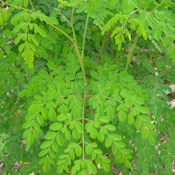 Bulk Egyptian Moringa Oleifera