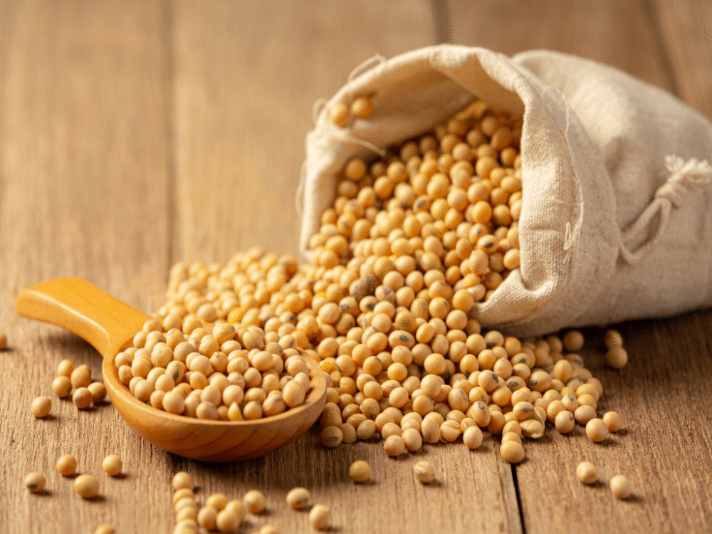 Bulk Egyptian Soybean Seeds