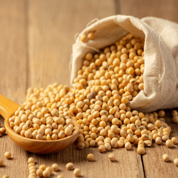 Bulk Egyptian Soybean Seeds