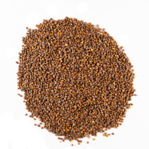 Trusted Egyptian Bulk Radish Seeds exporter for B2B Agri importers